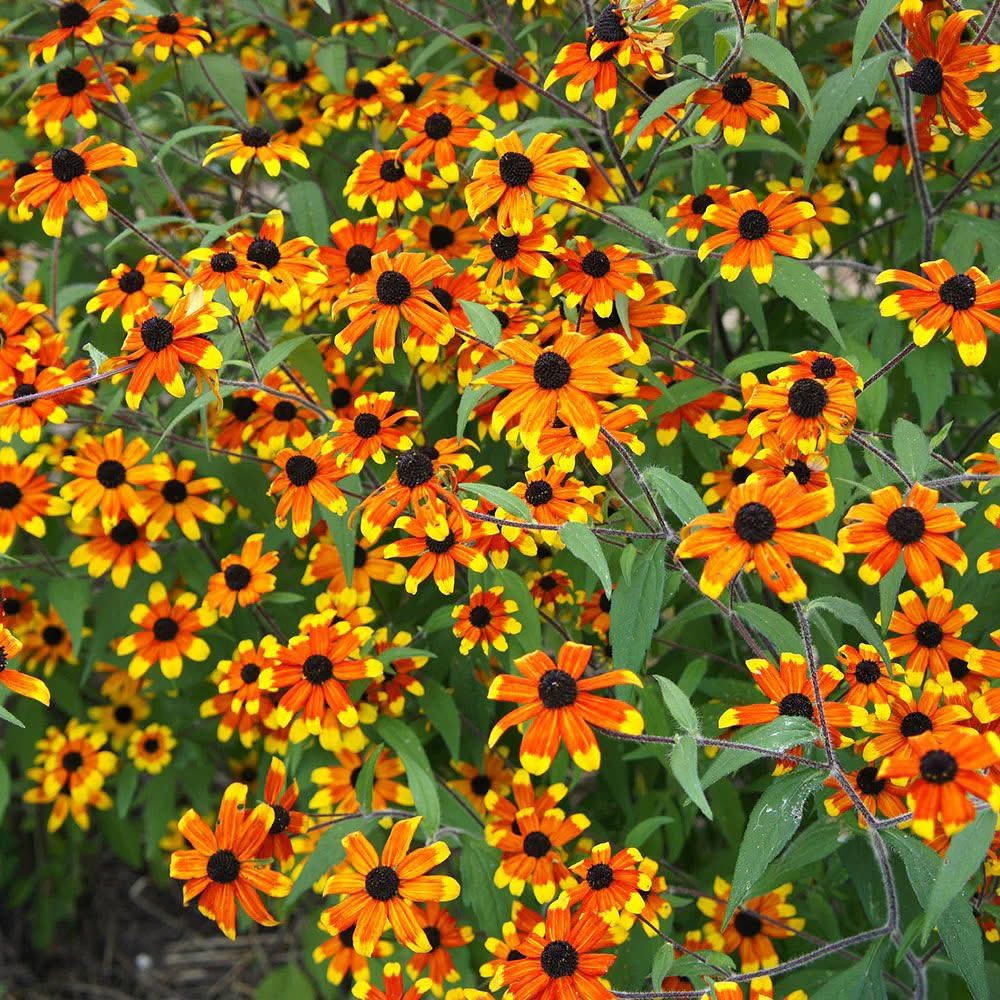 Rudbeckia triloba ‘Prairie Glow’  ('แพรรี่ โกลว์) 40 เมล็ด