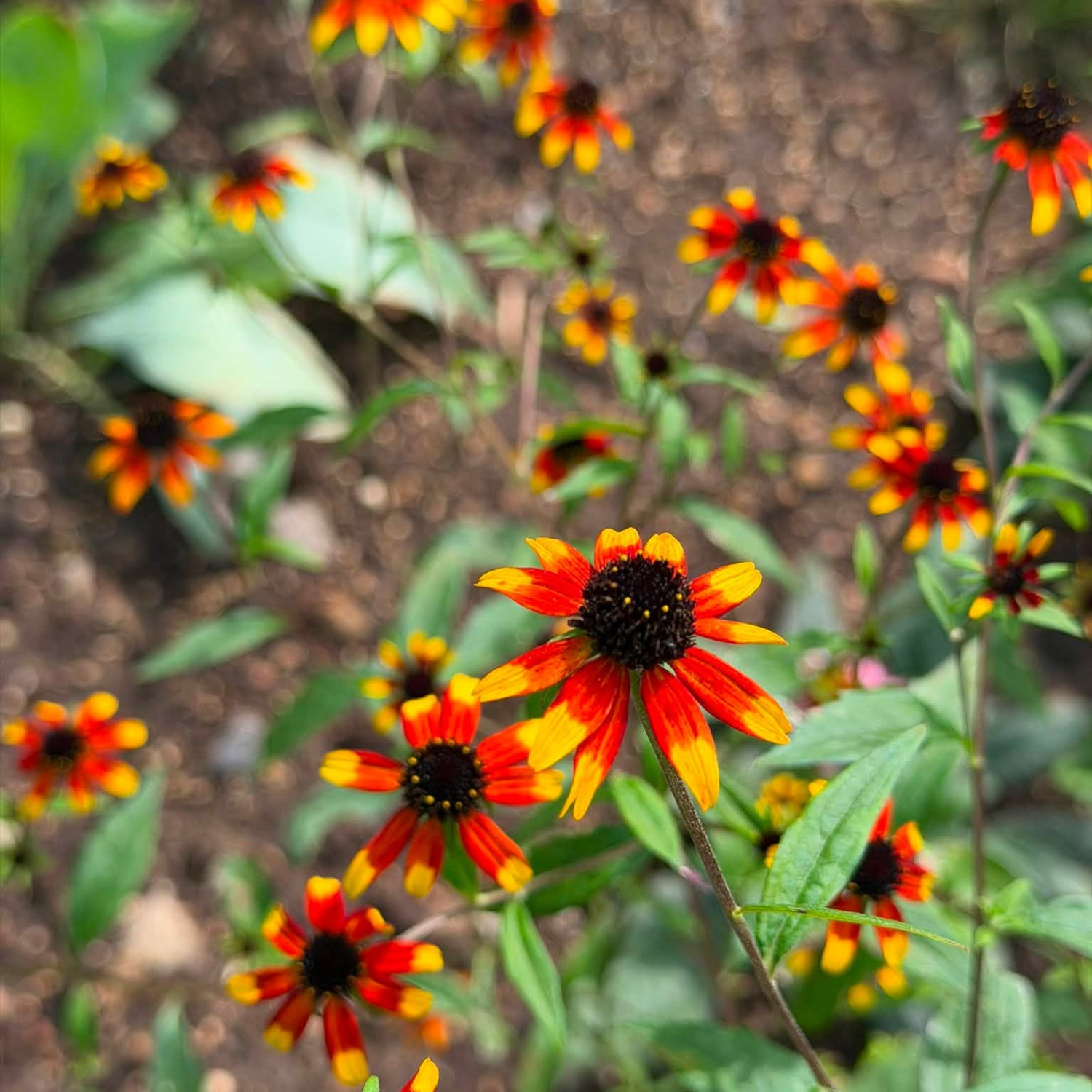 Rudbeckia triloba ‘Prairie Glow’  ('แพรรี่ โกลว์) 25 เมล็ด