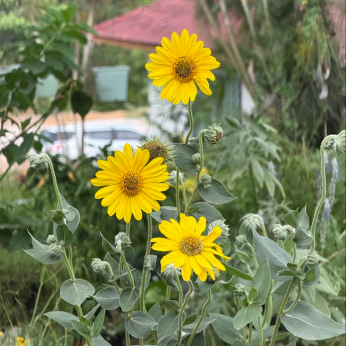 Helianthus mollis (ทานตะวันใบสีเงิน) 15 เมล็ด เมล็ดนำเข้าแท้