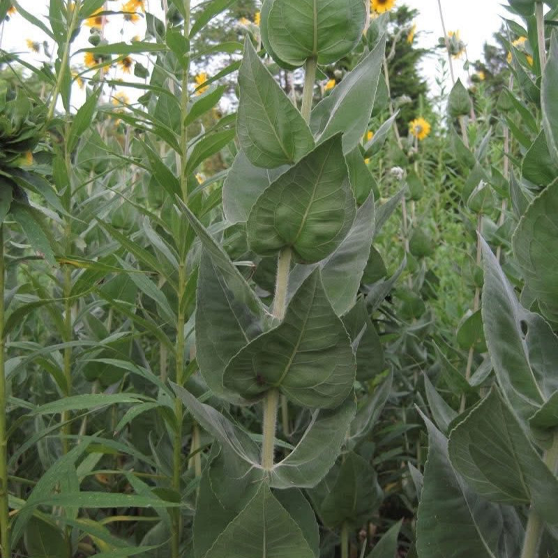 Helianthus mollis (ทานตะวันใบสีเงิน) 15 เมล็ด เมล็ดนำเข้าแท้