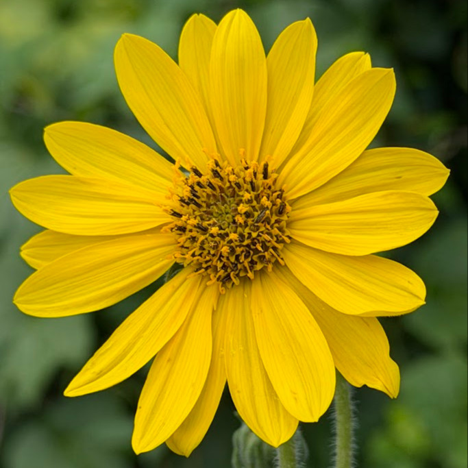 Helianthus mollis (ทานตะวันใบสีเงิน) 15 เมล็ด เมล็ดนำเข้าแท้