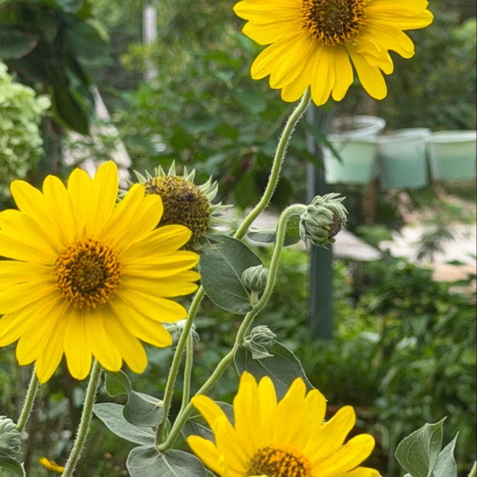 Helianthus mollis (ทานตะวันใบสีเงิน) 15 เมล็ด เมล็ดนำเข้าแท้
