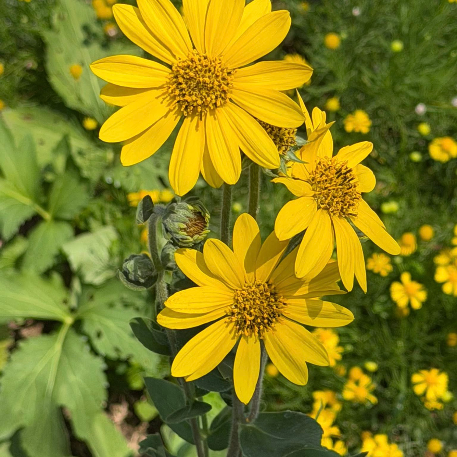 Helianthus mollis (ทานตะวันใบสีเงิน) 15 เมล็ด เมล็ดนำเข้าแท้