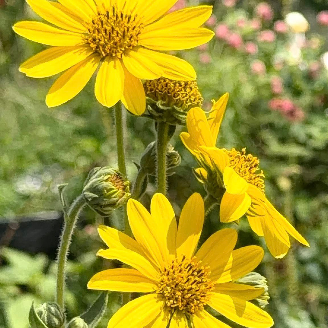 Helianthus mollis (ทานตะวันใบสีเงิน) 15 เมล็ด เมล็ดนำเข้าแท้