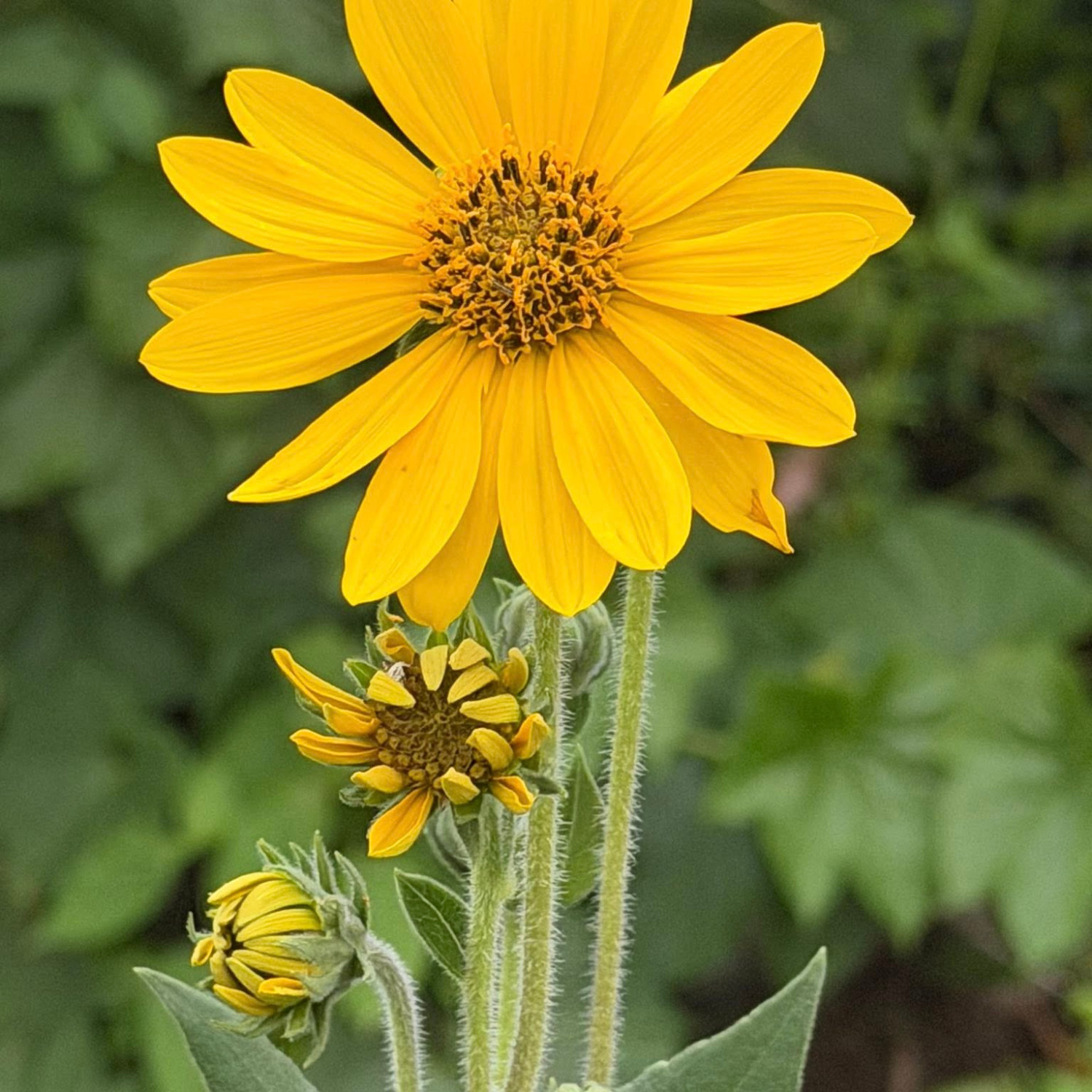 Helianthus mollis (ทานตะวันใบสีเงิน) 15 เมล็ด เมล็ดนำเข้าแท้