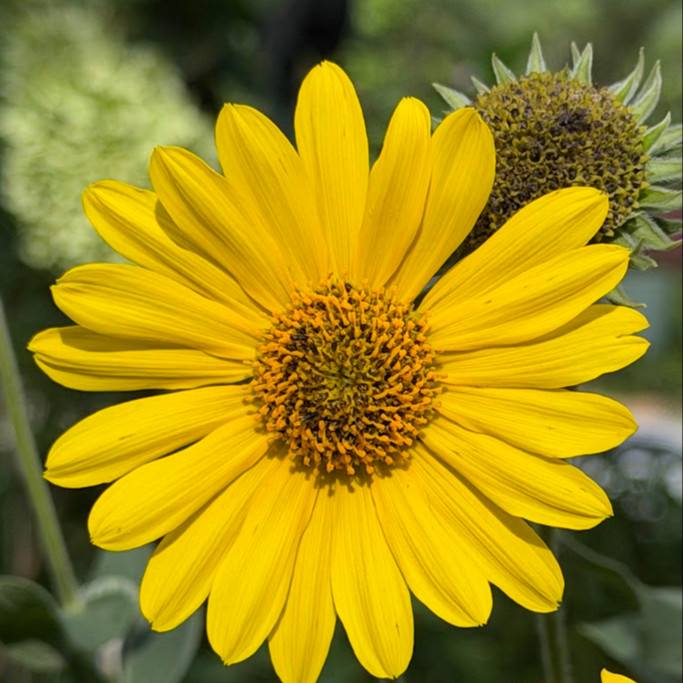 Helianthus mollis (ทานตะวันใบสีเงิน) 15 เมล็ด เมล็ดนำเข้าแท้