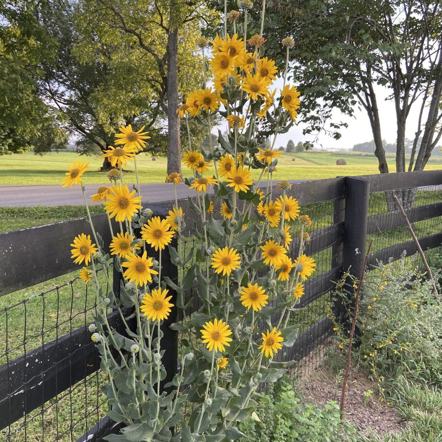 Helianthus mollis (ทานตะวันใบสีเงิน) 15 เมล็ด เมล็ดนำเข้าแท้