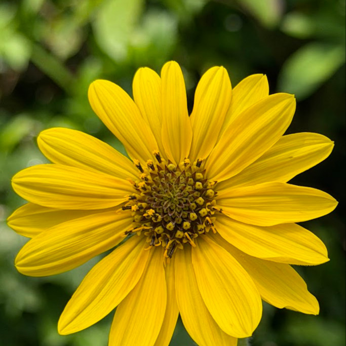Helianthus mollis (ทานตะวันใบสีเงิน) 15 เมล็ด เมล็ดนำเข้าแท้