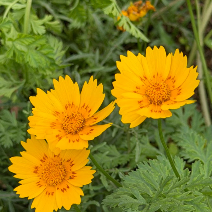 Coreopsis ‘Nueces Picta’ (โครีออพซิส นัตเชสพิสต้า)  75 เมล็ด เมล็ดนำเข้าแท้