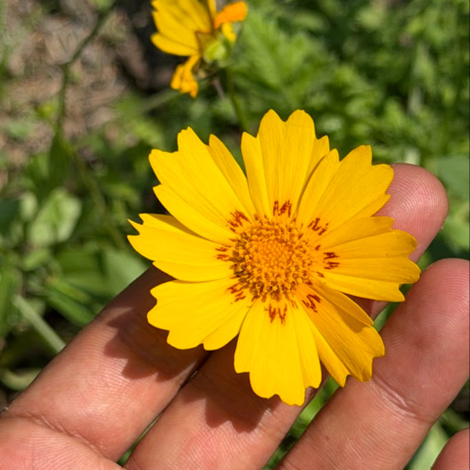 Coreopsis ‘Nueces Picta’ (โครีออพซิส นัตเชสพิสต้า)  75 เมล็ด เมล็ดนำเข้าแท้