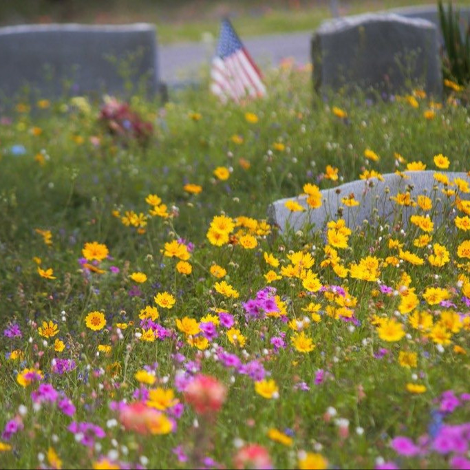 Coreopsis ‘Nueces Picta’ (โครีออพซิส นัตเชสพิสต้า)  75 เมล็ด เมล็ดนำเข้าแท้