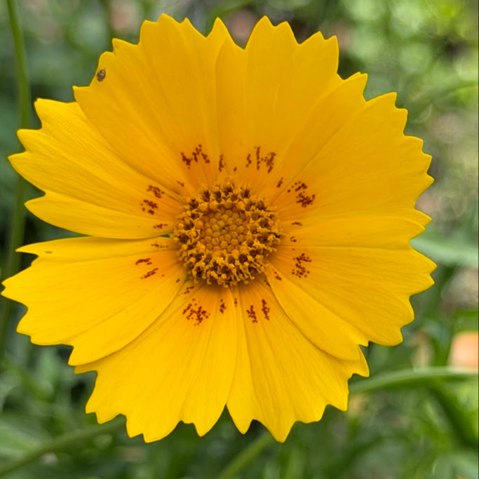 Coreopsis ‘Nueces Picta’ (โครีออพซิส นัตเชสพิสต้า)  75 เมล็ด เมล็ดนำเข้าแท้