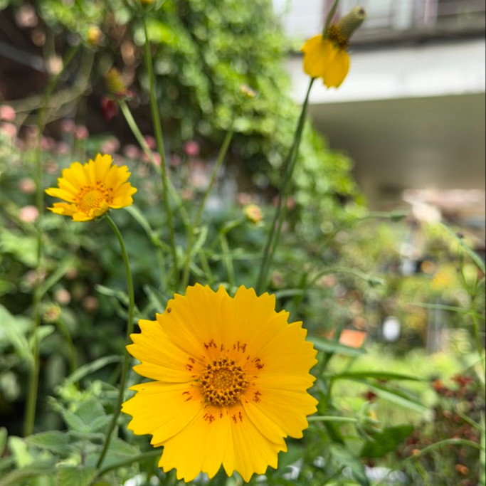 Coreopsis ‘Nueces Picta’ (โครีออพซิส นัตเชสพิสต้า)  75 เมล็ด เมล็ดนำเข้าแท้