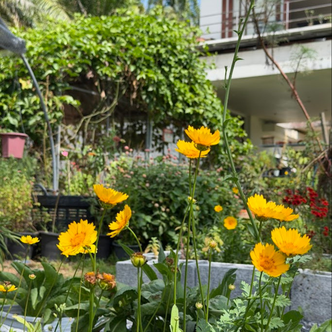 Coreopsis ‘Nueces Picta’ (โครีออพซิส นัตเชสพิสต้า)  75 เมล็ด เมล็ดนำเข้าแท้