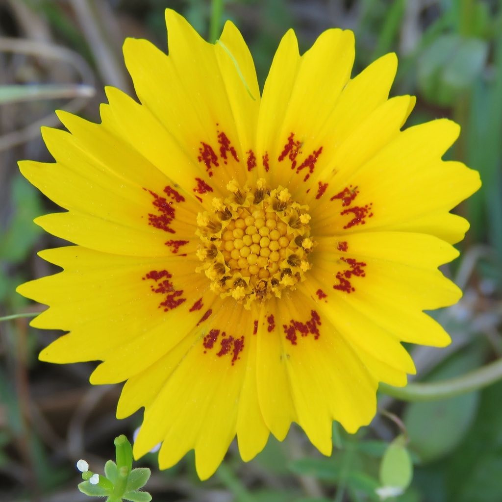 Coreopsis ‘Nueces Picta’ (โครีออพซิส นัตเชสพิสต้า)  75 เมล็ด เมล็ดนำเข้าแท้