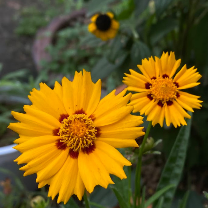 Coreopsis grandiflora ( คอเรออปซิส แกรนดิฟลอรา ) 160 เมล็ด เมล็ดนำเข้าแท้