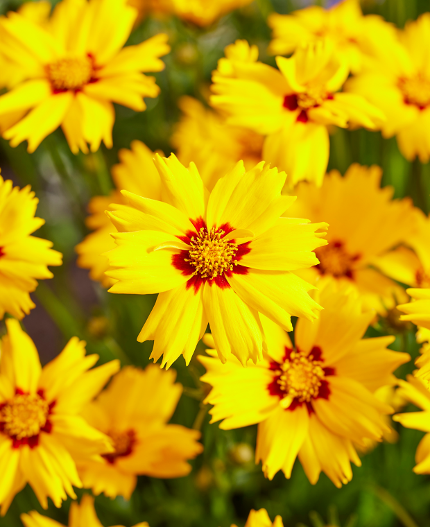 Coreopsis grandiflora ( คอเรออปซิส แกรนดิฟลอรา ) 160 เมล็ด เมล็ดนำเข้าแท้