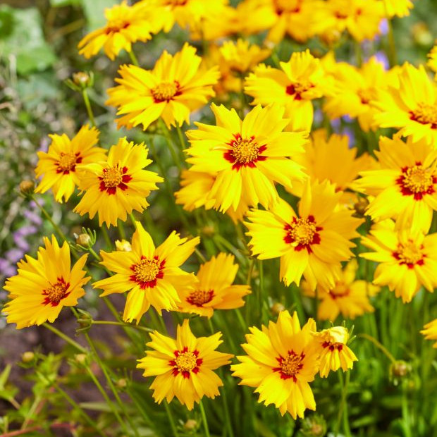 Coreopsis grandiflora ( คอเรออปซิส แกรนดิฟลอรา ) 160 เมล็ด เมล็ดนำเข้าแท้