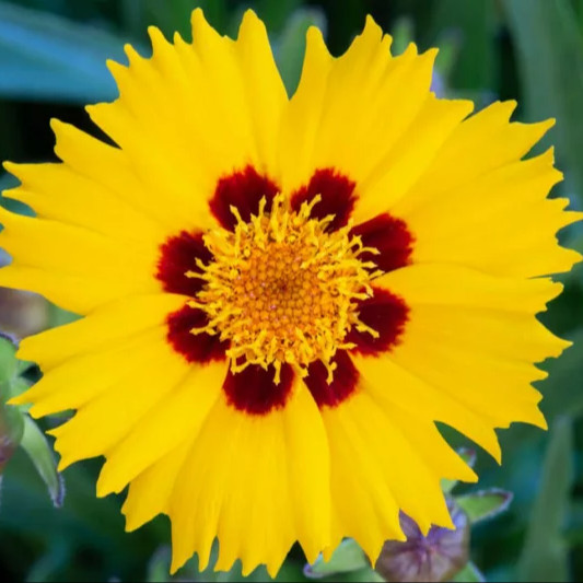 Coreopsis grandiflora ( คอเรออปซิส แกรนดิฟลอรา ) 160 เมล็ด เมล็ดนำเข้าแท้