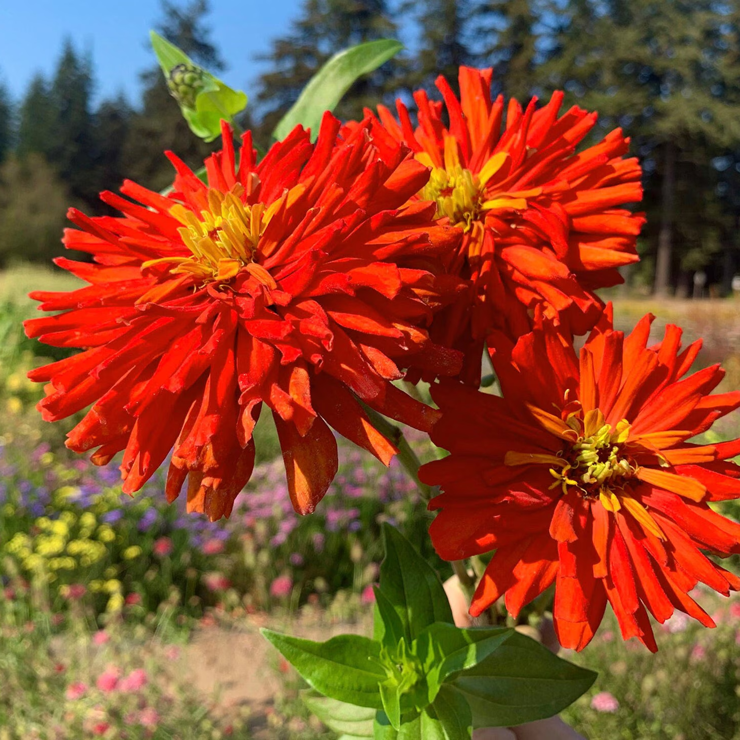 Zinnia elegans Mix ( บานชื่นแคคตัส คละสี ) 80 เมล็ด นำเข้าจากอเมริกา