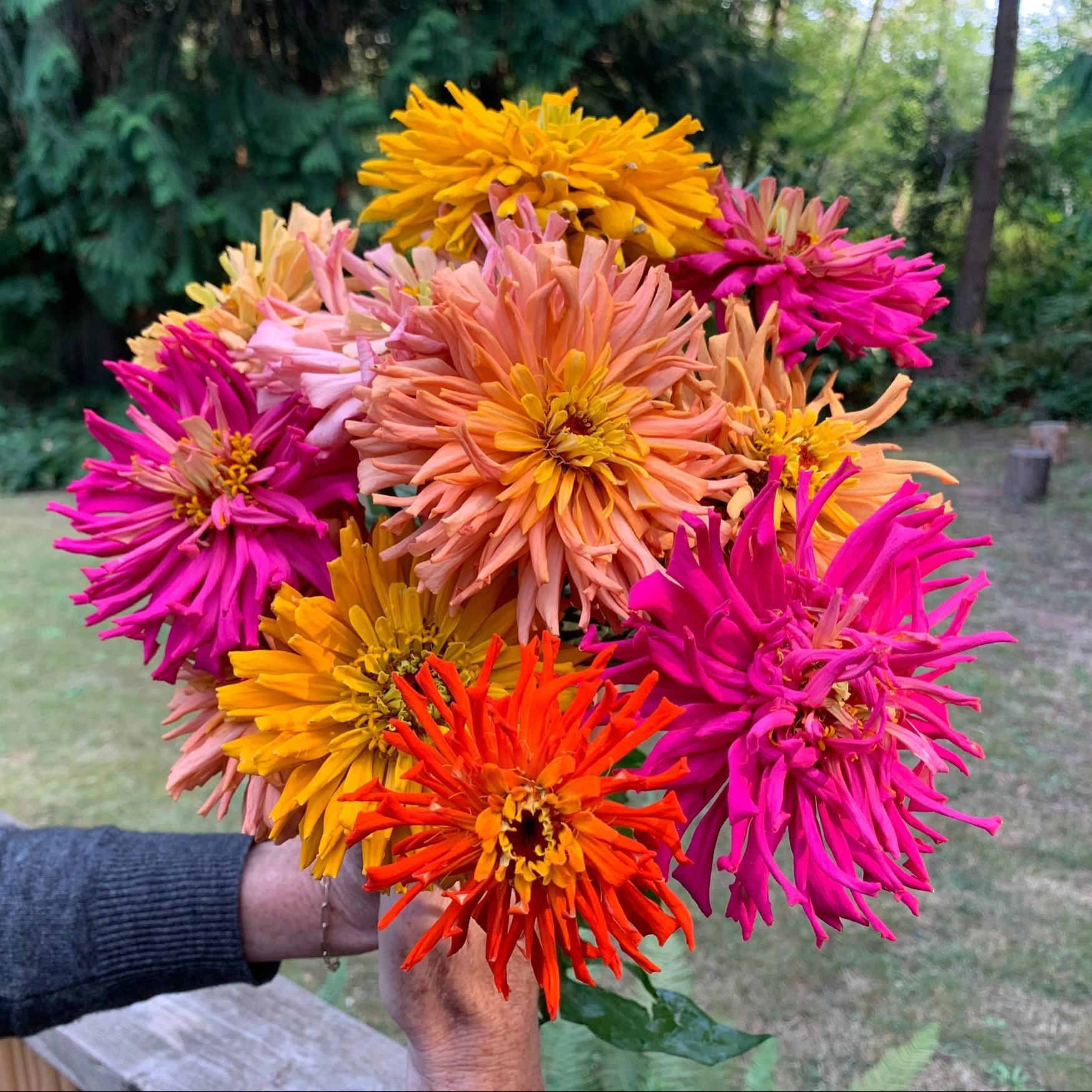 Zinnia elegans Mix ( บานชื่นแคคตัส คละสี ) 80 เมล็ด นำเข้าจากอเมริกา