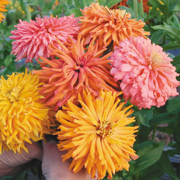 Zinnia elegans Mix ( บานชื่นแคคตัส คละสี ) 80 เมล็ด นำเข้าจากอเมริกา