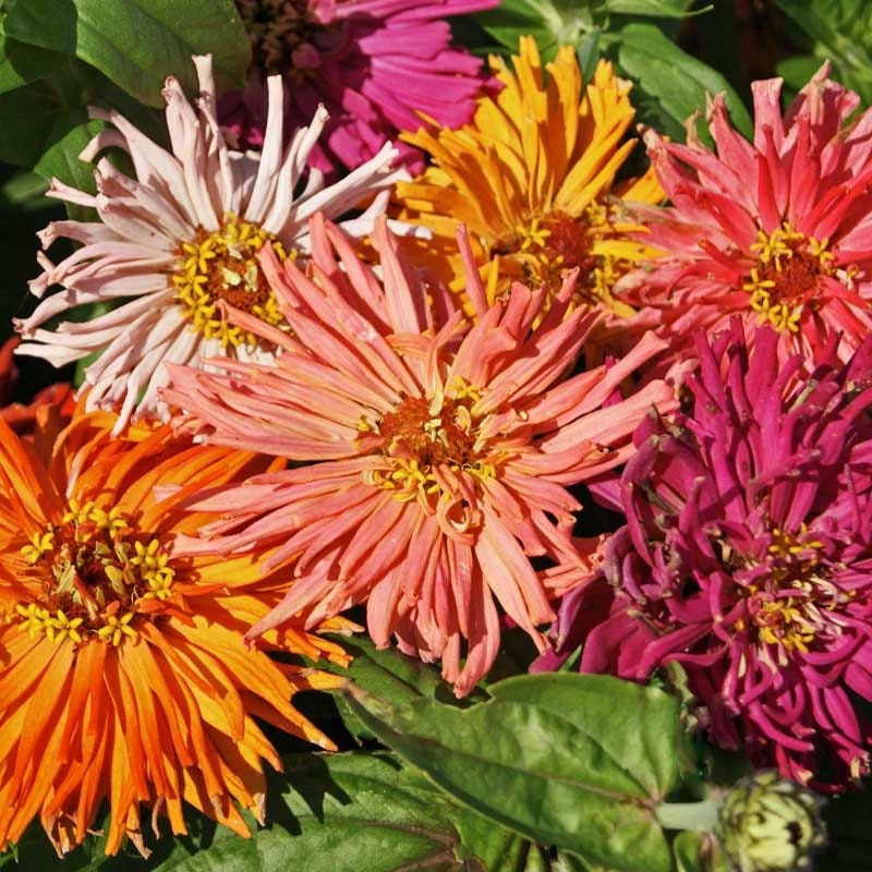 Zinnia elegans Mix ( บานชื่นแคคตัส คละสี ) 80 เมล็ด นำเข้าจากอเมริกา