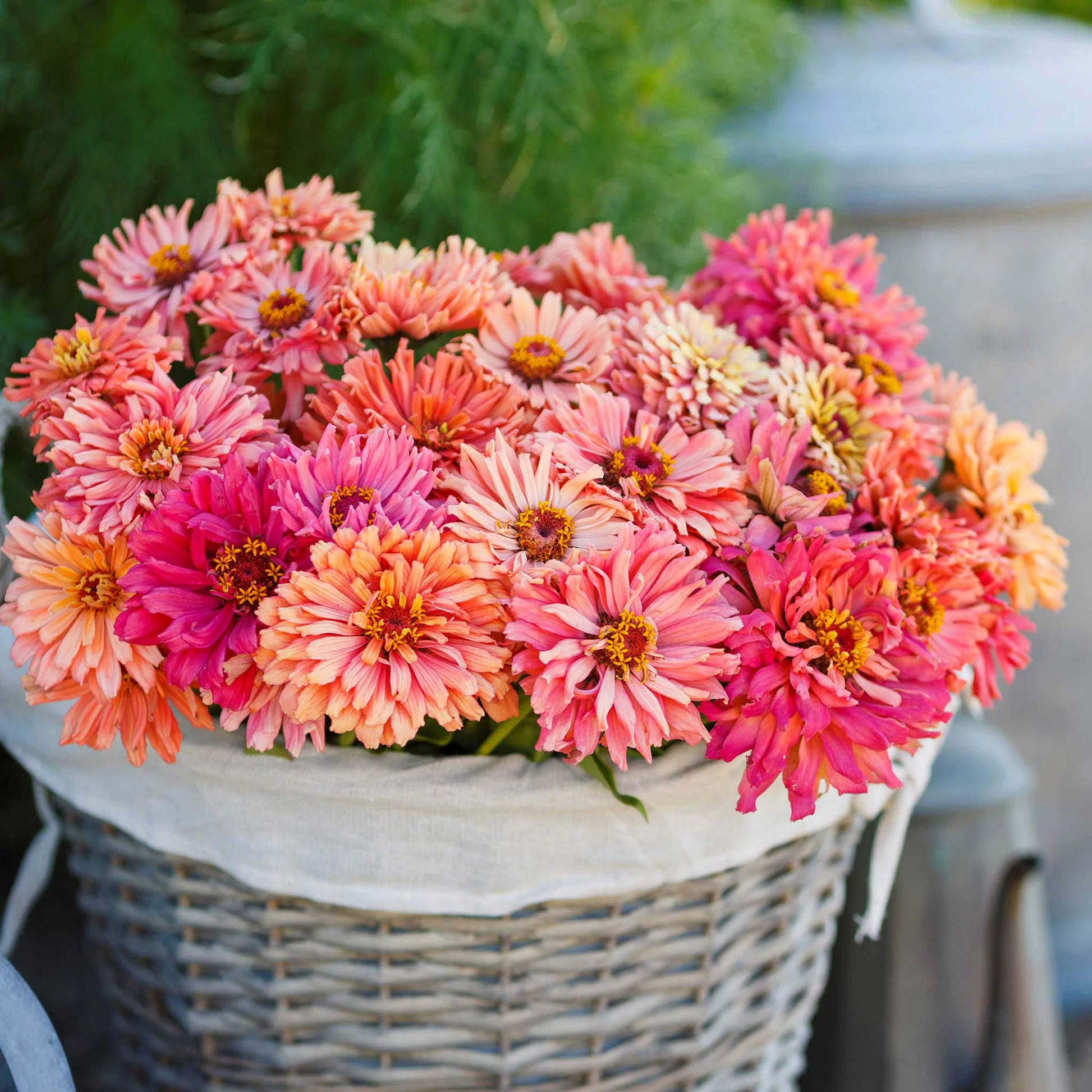 Zinnia elegans Mix ( บานชื่นแคคตัส คละสี ) 80 เมล็ด นำเข้าจากอเมริกา