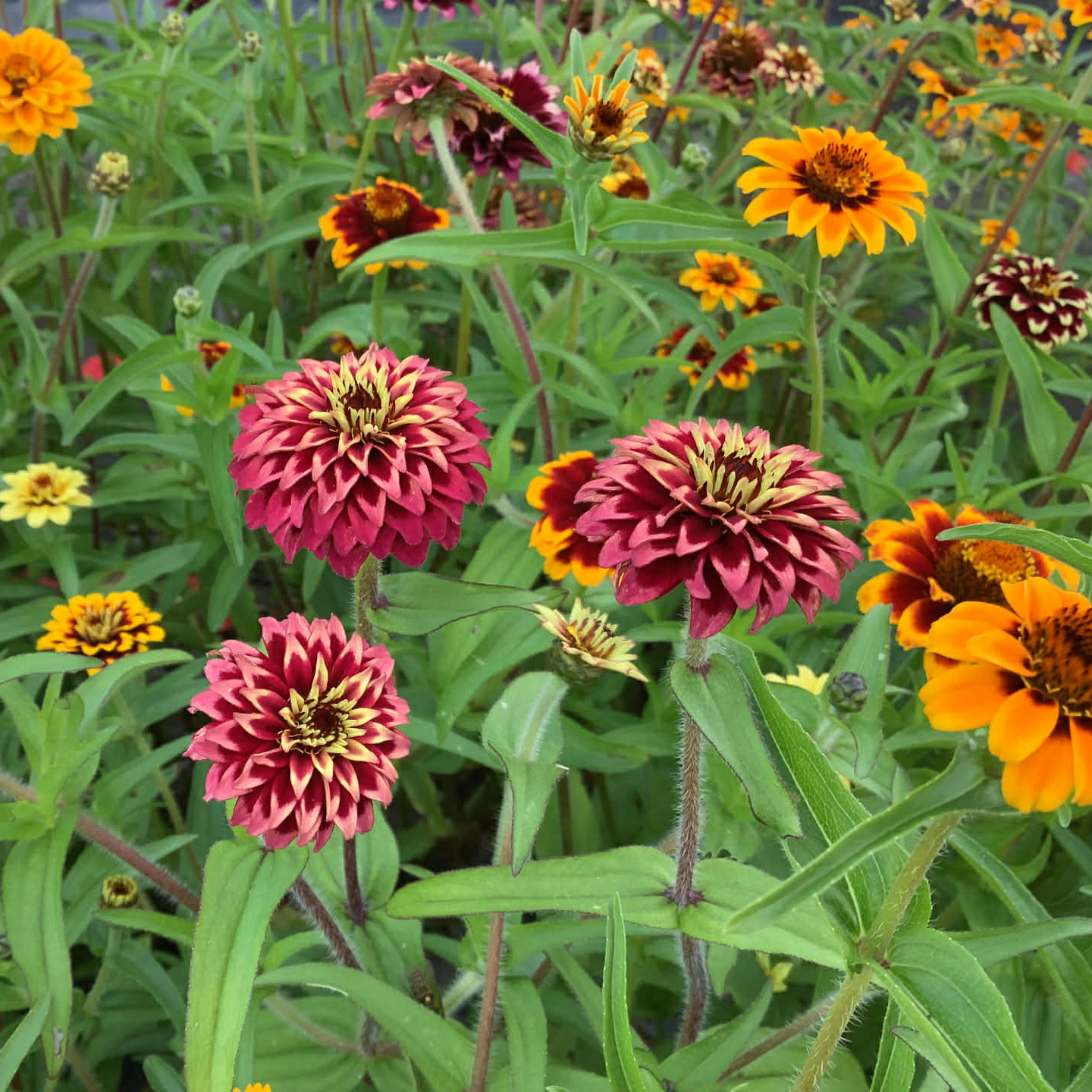 Zinnia haageana ( บานชื่นเม็กซิกัน เพอร์เชียนคาร์เพ็ต ) 150 เมล็ด นำเข้าจากอเมริกา