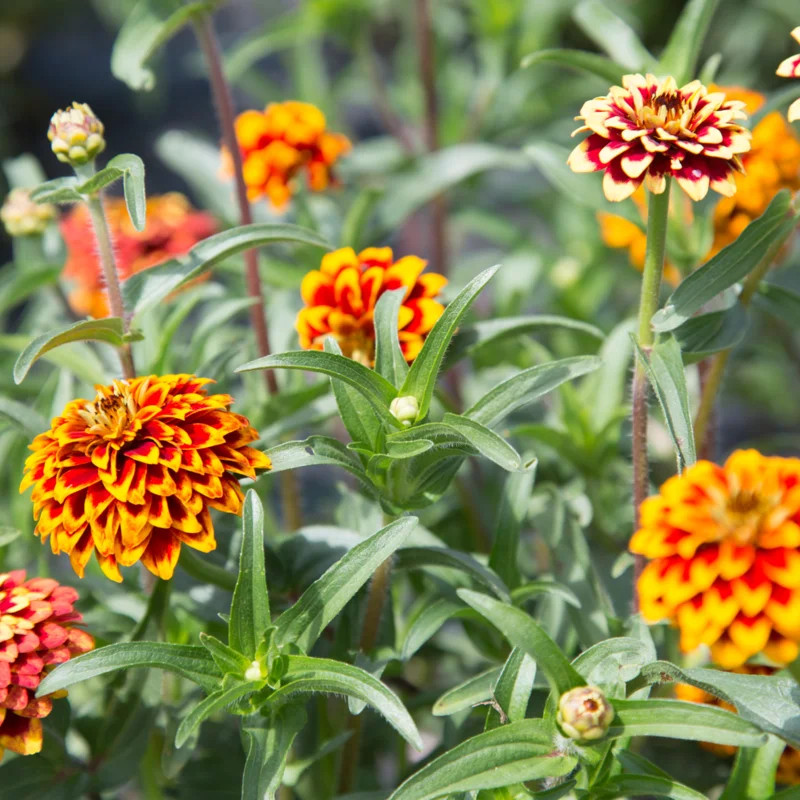 Zinnia haageana ( บานชื่นเม็กซิกัน เพอร์เชียนคาร์เพ็ต ) 150 เมล็ด นำเข้าจากอเมริกา