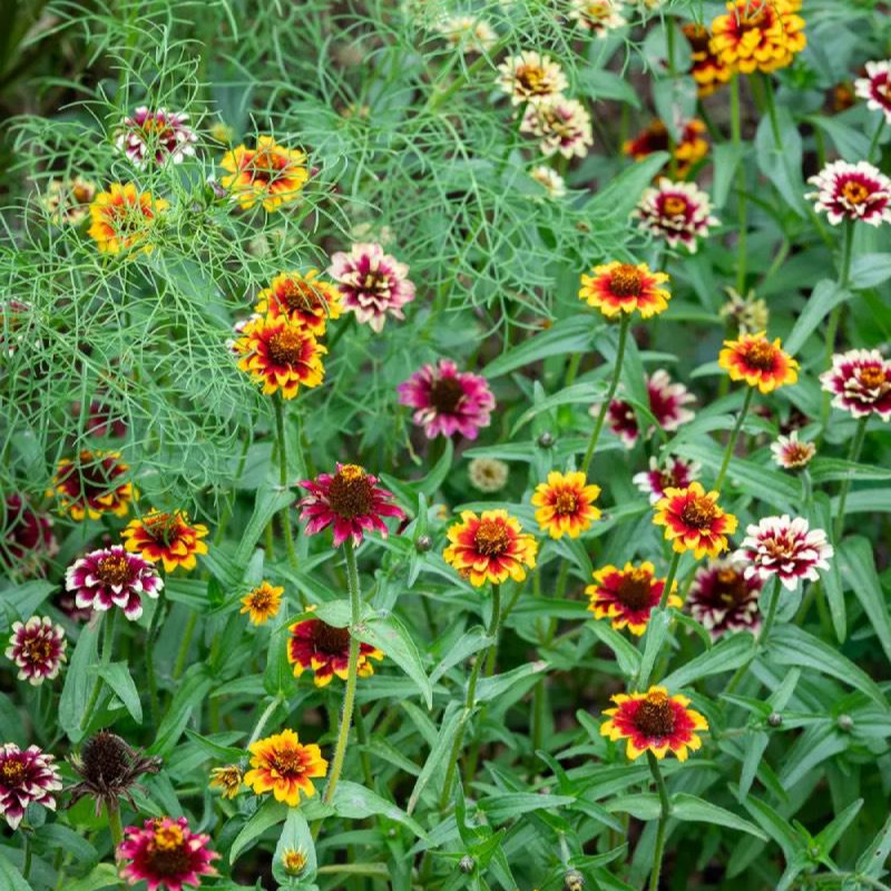 Zinnia haageana ( บานชื่นเม็กซิกัน เพอร์เชียนคาร์เพ็ต ) 150 เมล็ด นำเข้าจากอเมริกา