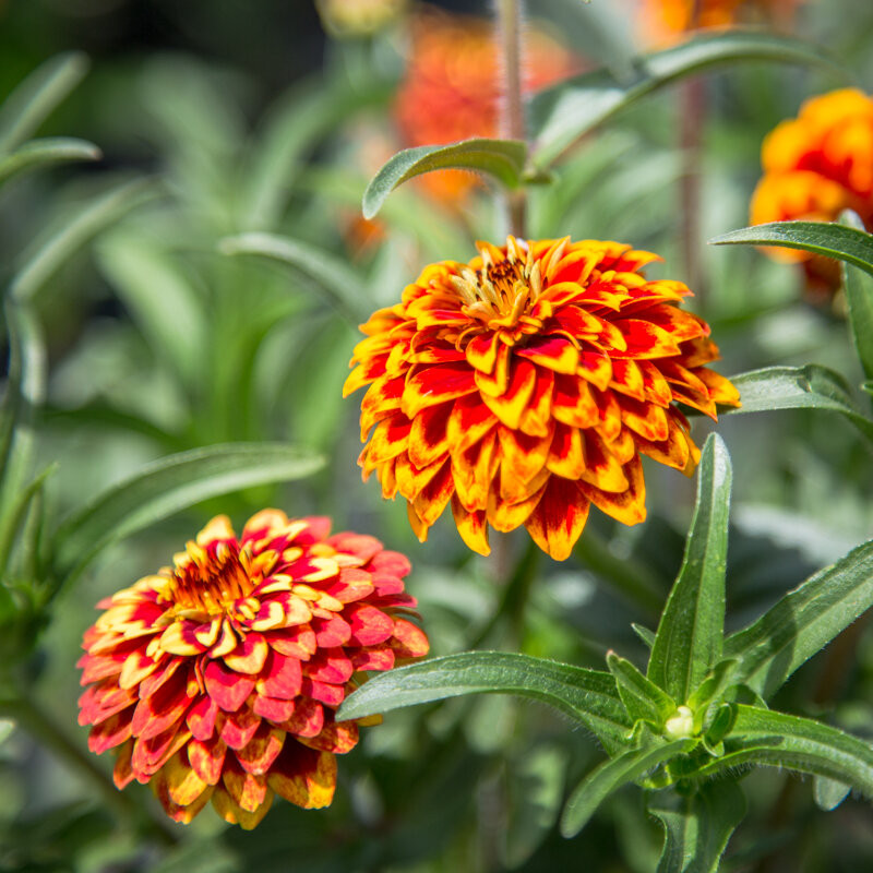 Zinnia haageana ( บานชื่นเม็กซิกัน เพอร์เชียนคาร์เพ็ต ) 150 เมล็ด นำเข้าจากอเมริกา