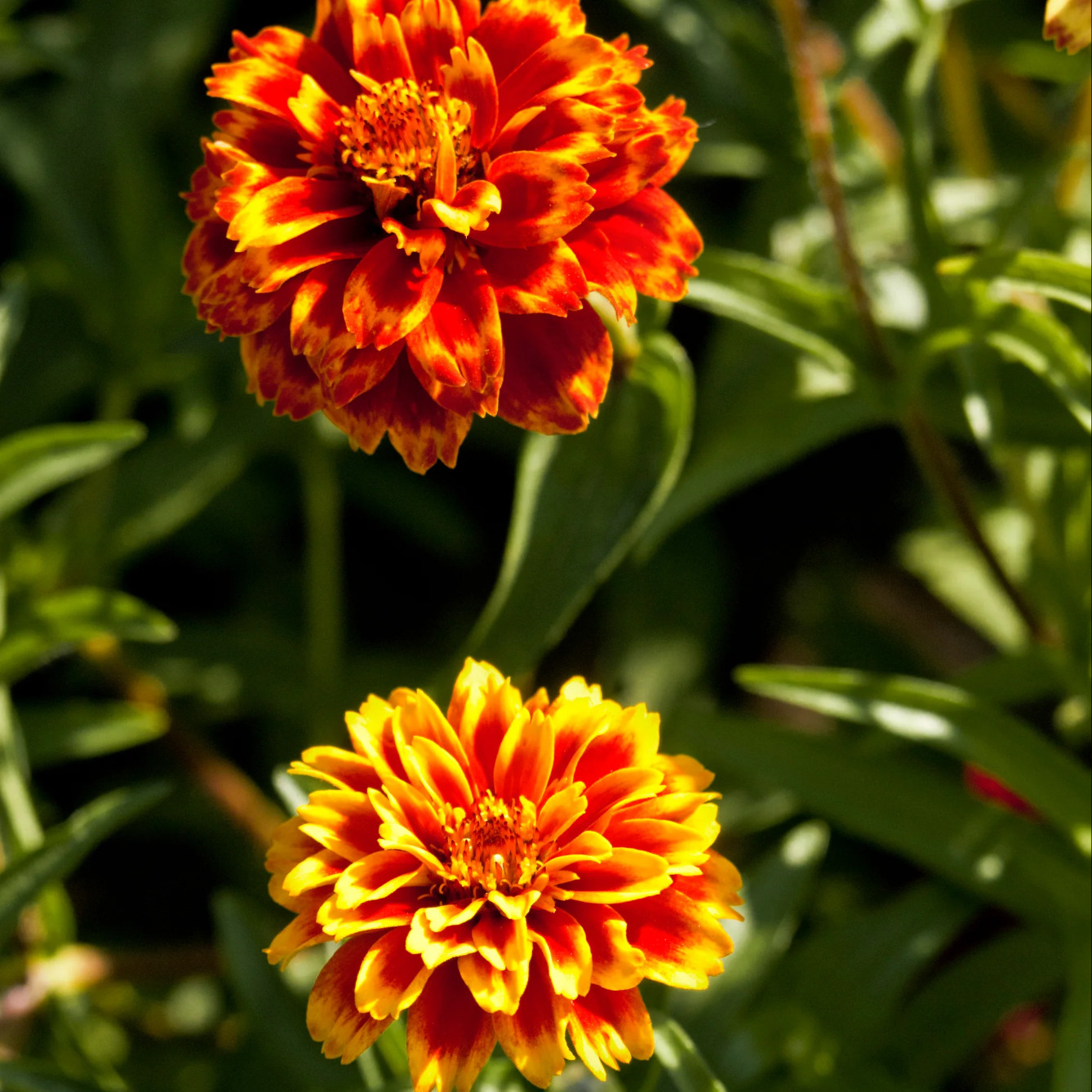 Zinnia haageana ( บานชื่นเม็กซิกัน เพอร์เชียนคาร์เพ็ต ) 150 เมล็ด นำเข้าจากอเมริกา