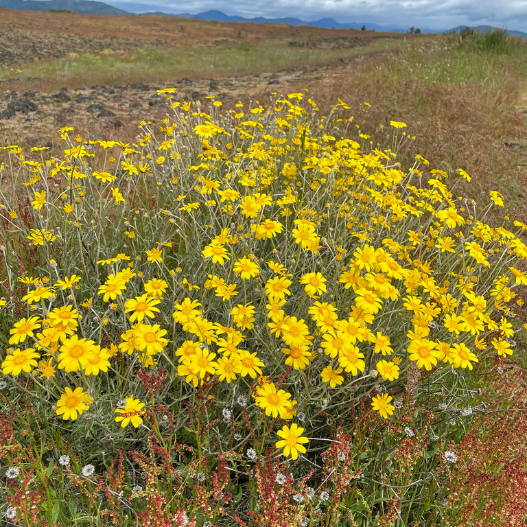 Eriophyllum lanatum ( โอเรกอน ซันไชน์ ) 200 เมล็ด นำเข้าแท้