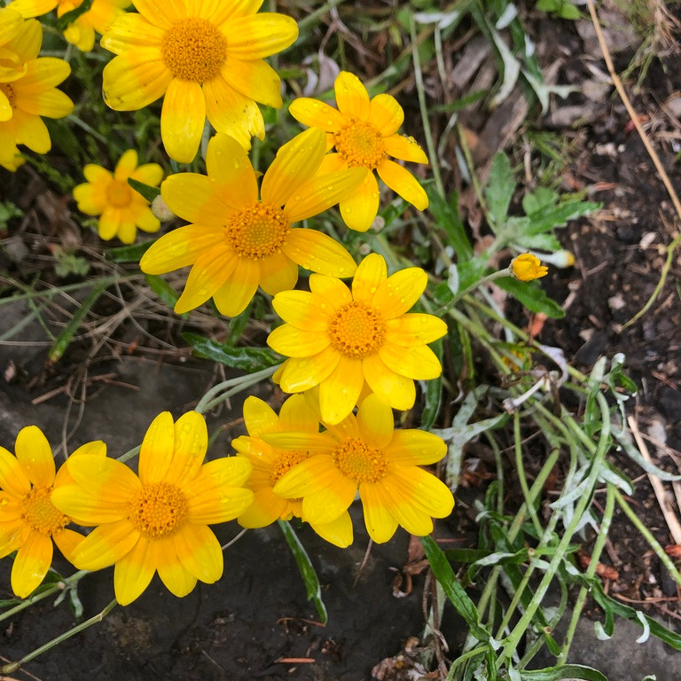 Eriophyllum lanatum ( โอเรกอน ซันไชน์ ) 200 เมล็ด นำเข้าแท้