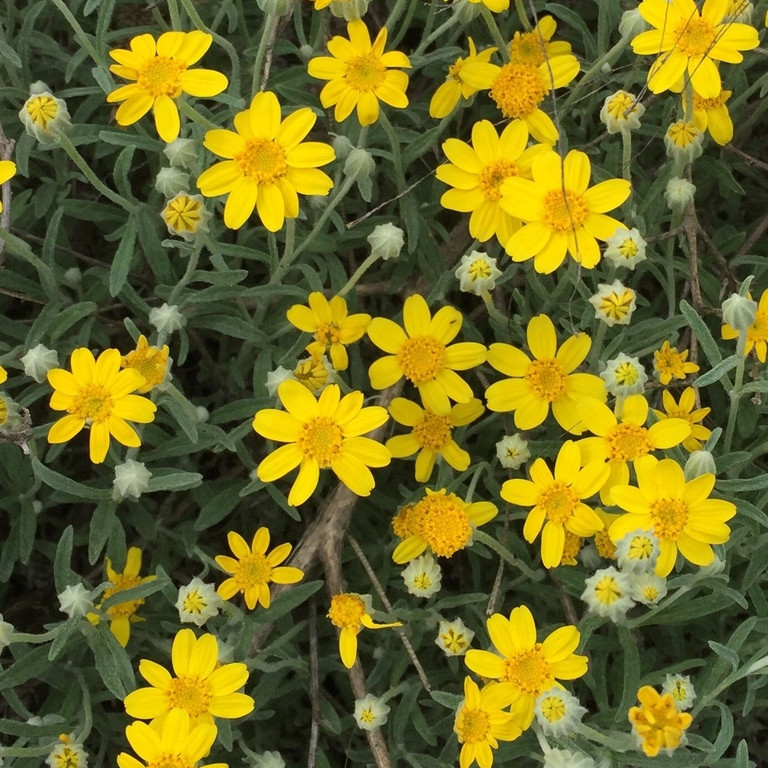 Eriophyllum lanatum ( โอเรกอน ซันไชน์ ) 200 เมล็ด นำเข้าแท้