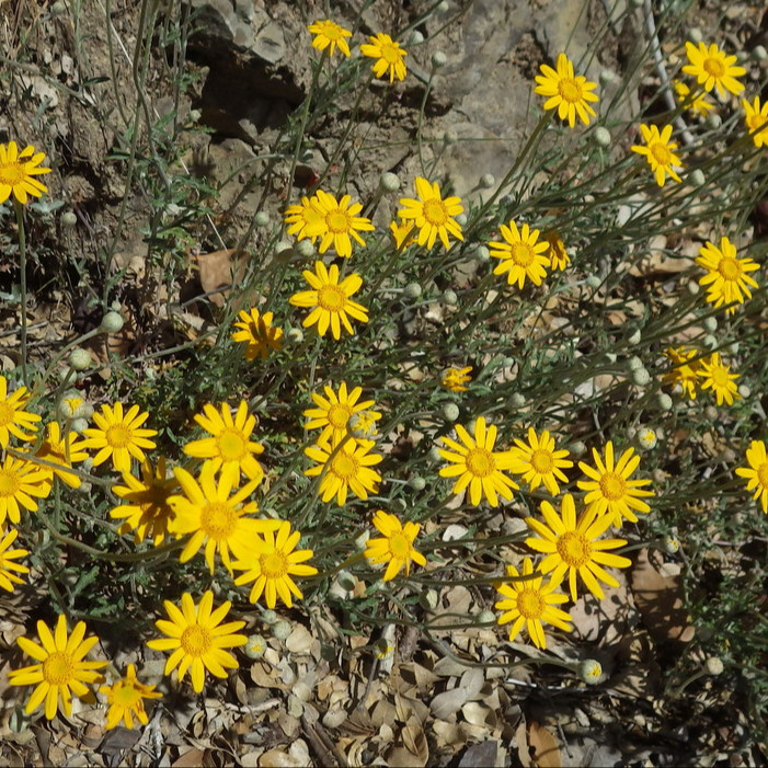 Eriophyllum lanatum ( โอเรกอน ซันไชน์ ) 200 เมล็ด นำเข้าแท้