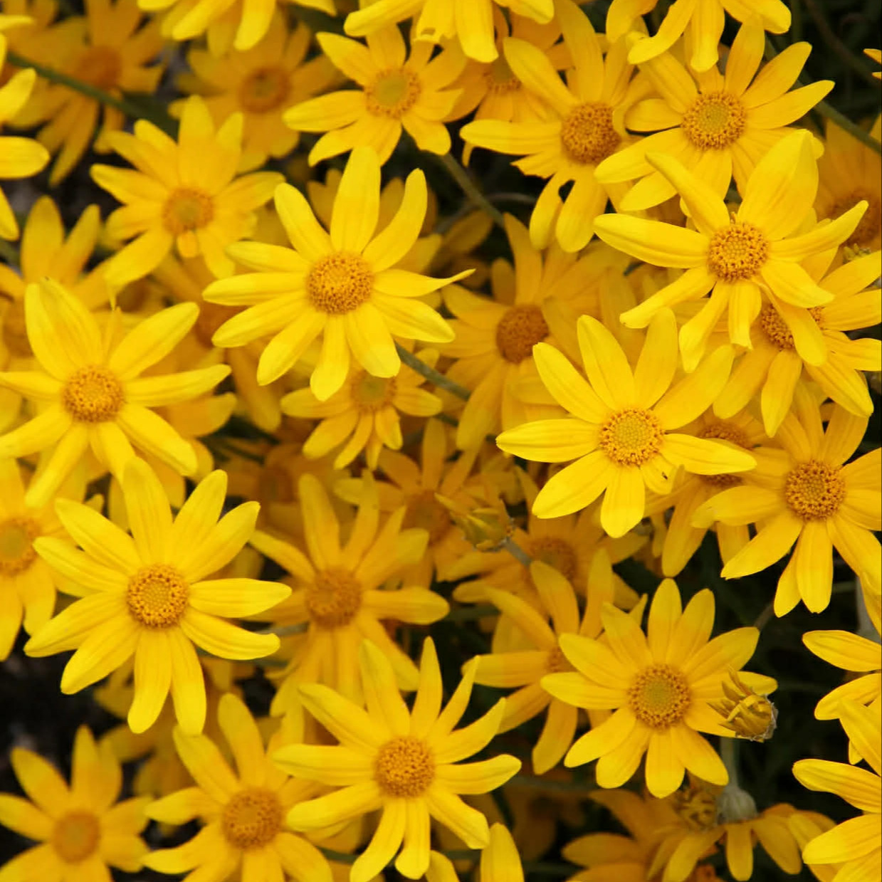 Eriophyllum lanatum ( โอเรกอน ซันไชน์ ) 200 เมล็ด นำเข้าแท้