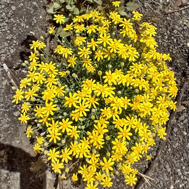 Eriophyllum lanatum ( โอเรกอน ซันไชน์ ) 200 เมล็ด นำเข้าแท้