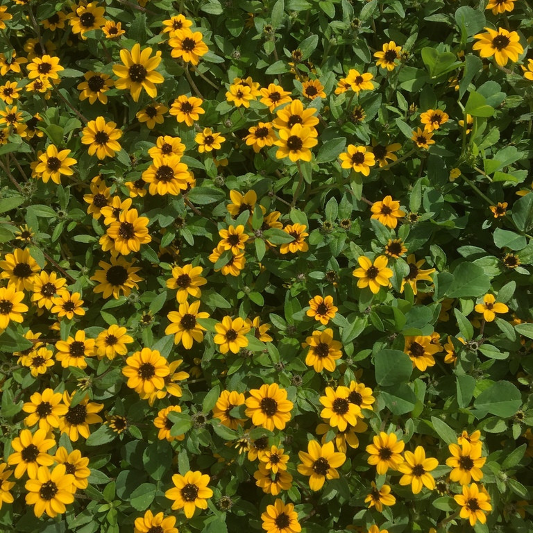 Sanvitalia procumbens ( บานชื่นเลื้อย ) 150 เมล็ด นำเข้าจาก อเมริกา