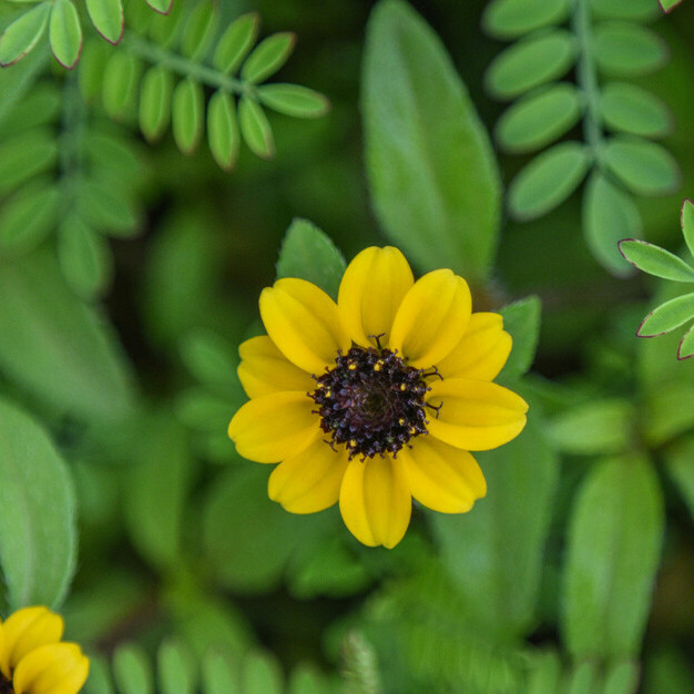 Sanvitalia procumbens ( บานชื่นเลื้อย ) 150 เมล็ด นำเข้าจาก อเมริกา