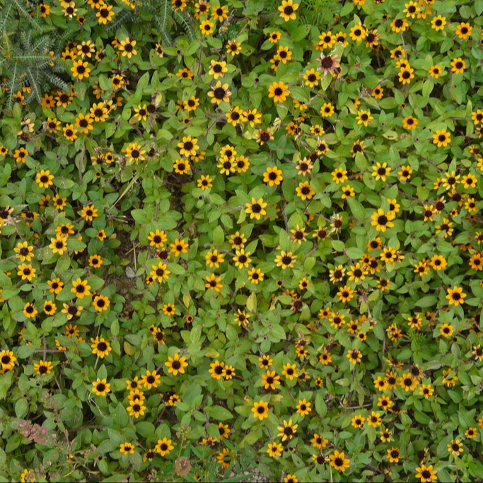 Sanvitalia procumbens ( บานชื่นเลื้อย ) 150 เมล็ด นำเข้าจาก อเมริกา