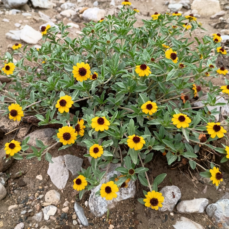 Sanvitalia procumbens ( บานชื่นเลื้อย ) 150 เมล็ด นำเข้าจาก อเมริกา