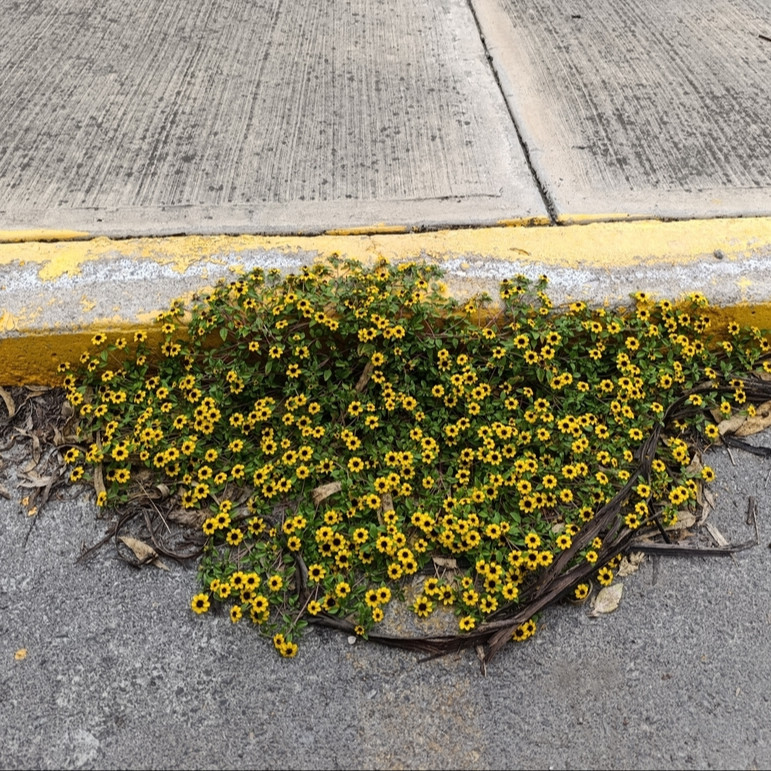 Sanvitalia procumbens ( บานชื่นเลื้อย ) 150 เมล็ด นำเข้าจาก อเมริกา