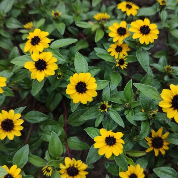Sanvitalia procumbens ( บานชื่นเลื้อย ) 150 เมล็ด นำเข้าจาก อเมริกา