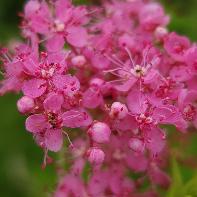 Filipendula rubra ( ฟิลิเพนดูลา รูบร่า ) 40 เมล็ด นำเข้าจาก อเมริกา
