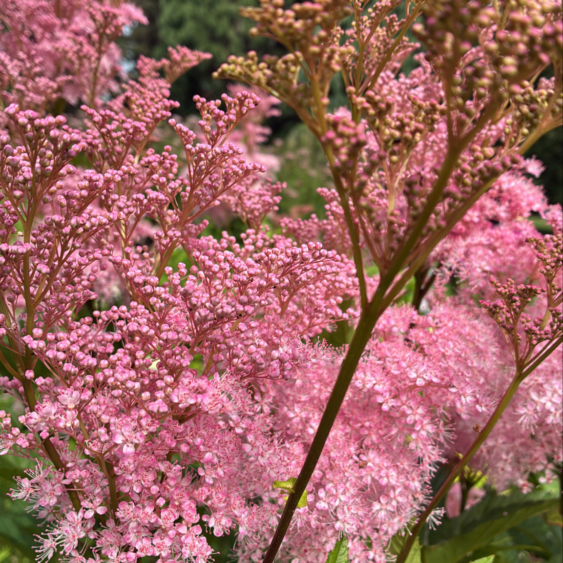 Filipendula rubra ( ฟิลิเพนดูลา รูบร่า ) 40 เมล็ด นำเข้าจาก อเมริกา