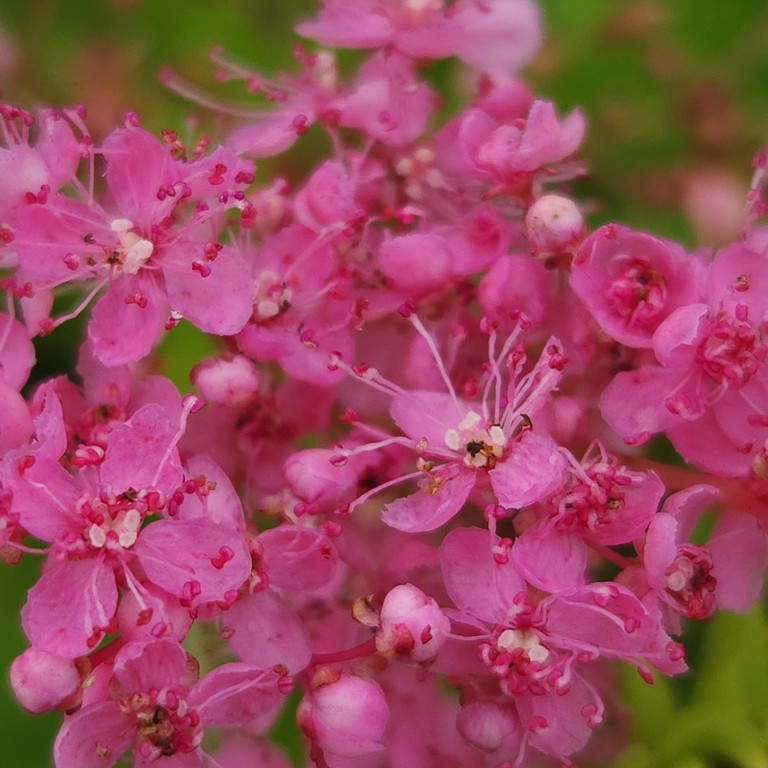 Filipendula rubra ( ฟิลิเพนดูลา รูบร่า ) 40 เมล็ด นำเข้าจาก อเมริกา