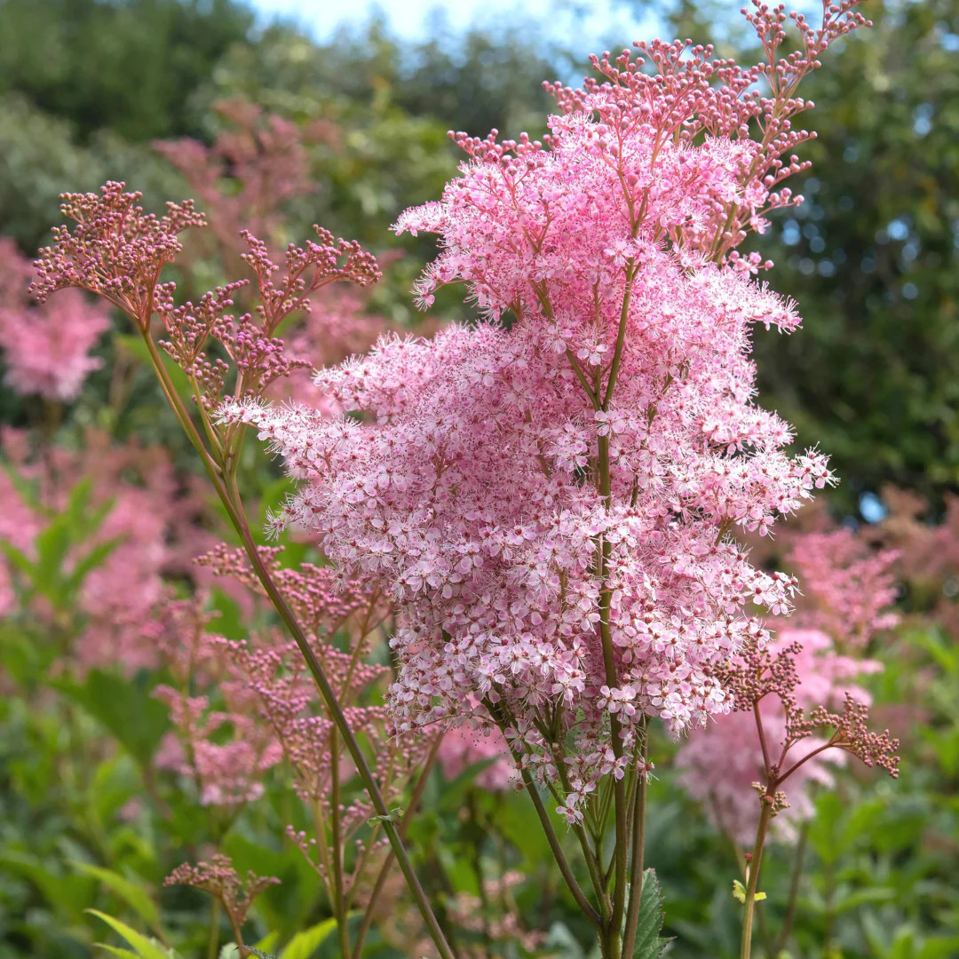 Filipendula rubra ( ฟิลิเพนดูลา รูบร่า ) 40 เมล็ด นำเข้าจาก อเมริกา
