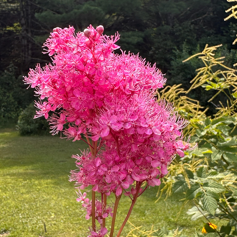 Filipendula rubra ( ฟิลิเพนดูลา รูบร่า ) 40 เมล็ด นำเข้าจาก อเมริกา